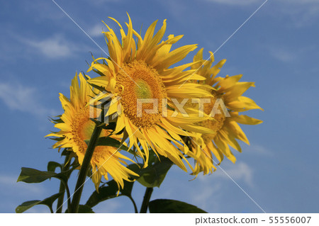 sunflowers grow in the field in the summer 55556007