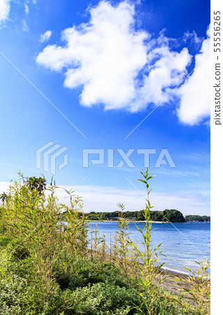 Private beach 55556265