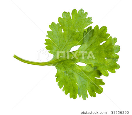 green leaf of fresh cilantro herb isolated 55556290