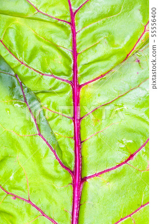 wet fresh leaf of garden beet close-up wet fresh leaf of garden beet close-up 55556400