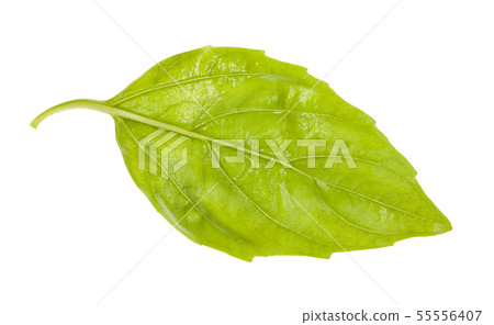back side of wet leaf of fresh green basil herb back side of wet leaf of fresh green basil herb 55556407