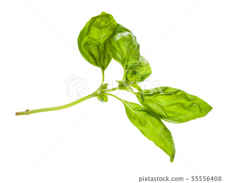 wewt twig of fresh green basil herb isolated wewt twig of fresh green basil herb isolated 55556408