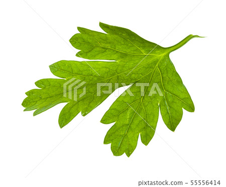 green leaf of fresh parsley herb isolated green leaf of fresh parsley herb isolated 55556414