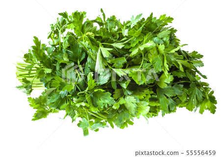 big bunch of fresh green parsley herb isolated big bunch of fresh green parsley herb isolated 55556459