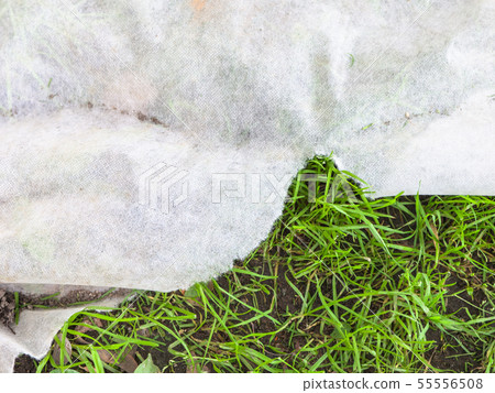 non-woven fabric on lawn for mulching green grass non-woven fabric on lawn for mulching green grass 55556508