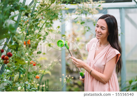 Young woman with basket of greenery and vegetables in the greenhouse. Harvesting time Young woman with basket of greenery and vegetables in the greenhouse. Harvesting time 55556540