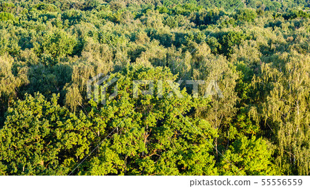 panoramic view of forest illuminated by sunset sun 55556559
