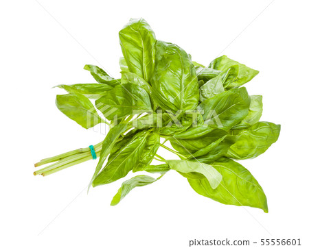 wet bunch of fresh green basil herb isolated wet bunch of fresh green basil herb isolated 55556601