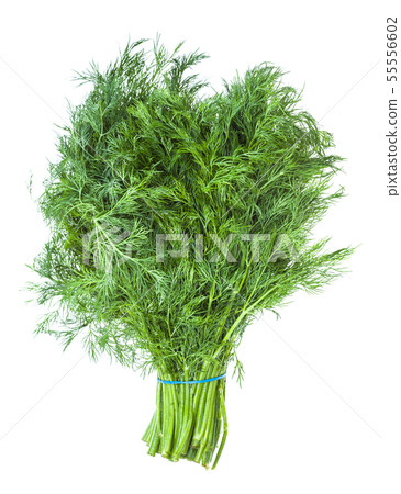 big bunch of natural green dill herb isolated 55556602