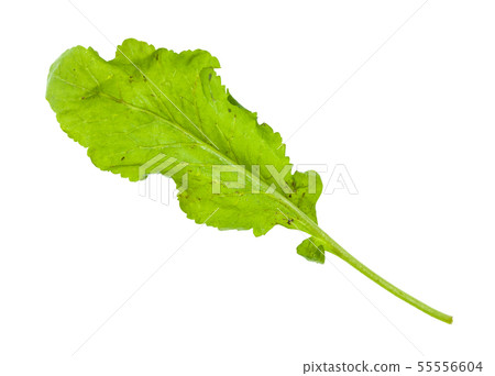fresh leaf of caucasian cress (tsitsmati) herb fresh leaf of caucasian cress (tsitsmati) herb 55556604