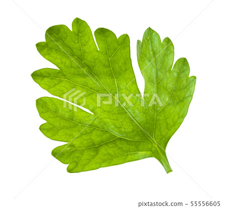 green leaf of fresh parsley isolated on white 55556605
