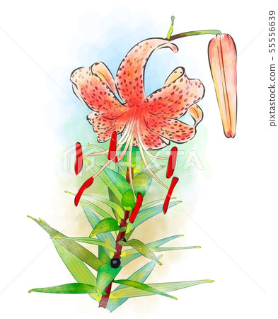 Kisori Onigaru 55556639