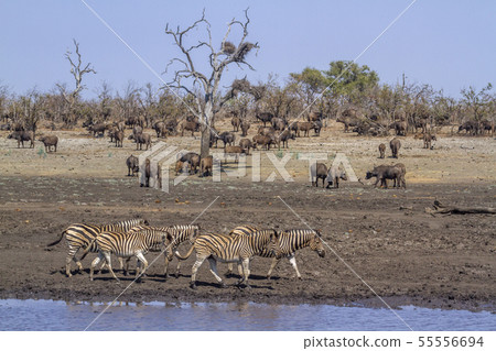 Plains zebra in Kruger National park, South Africa 55556694