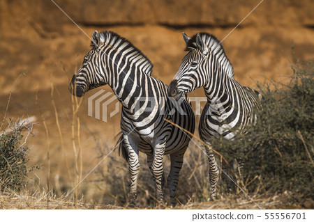 Plains zebra in Kruger National park, South Africa Plains zebra in Kruger National park, South Africa 55556701