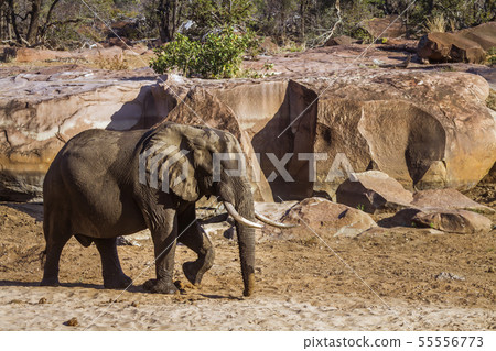 African bush elephant in Kruger National park, African bush elephant in Kruger National park, 55556773