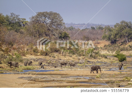 African bush elephant in Kruger National park, 55556779