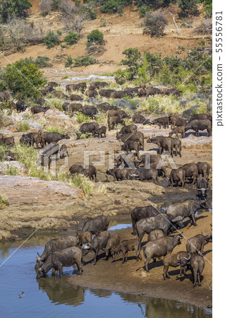 African buffalo in Kruger National park, South 55556781