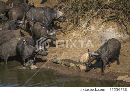 African buffalo in Kruger National park, South 55556788