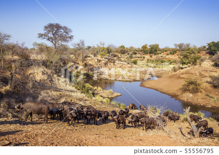 African buffalo in Kruger National park, South 55556795