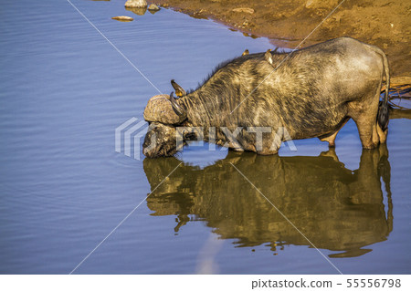 African buffalo in Kruger National park, South 55556798