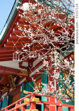 Kameido Tenjinsha Ume Festival Worship Hall和Plum Blossoms（東京都江東區）2019年2月 55557119
