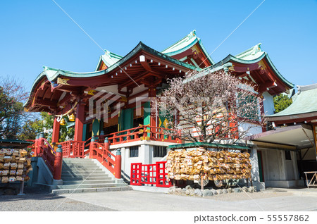 Kameido Tenjinsha Worship Hall and plum blossoms (Koto-ku, Tokyo) February 2019 55557862