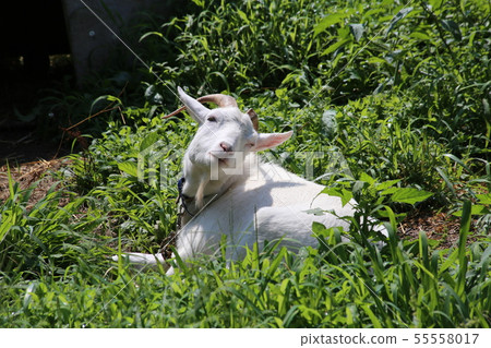Goat  55558017