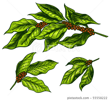 Coffee leaves in vintage style. Hand drawn engraved retro sketch for labels. Organic natural plant Coffee leaves in vintage style. Hand drawn engraved retro sketch for labels. Organic natural plant 55558222