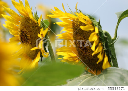 sunflower sunflower 55558271