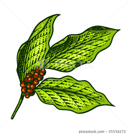 Coffee leaves in vintage style. Hand drawn engraved retro sketch for labels. Organic natural plant Coffee leaves in vintage style. Hand drawn engraved retro sketch for labels. Organic natural plant 55558272