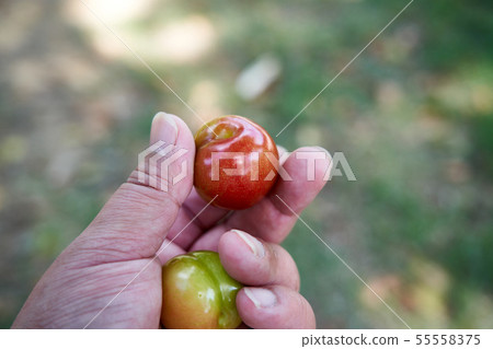 Hand holding a plum Hand holding a plum 55558375