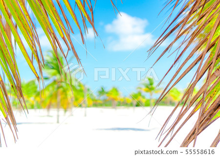 Palm trees on white sand beach. Playa Sirena. Cayo Largo. Cuba. 55558616