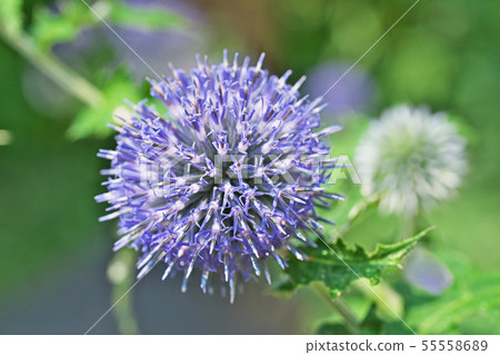 Blue Ruritama Thistle Flower Blue Ruritama Thistle Flower 55558689