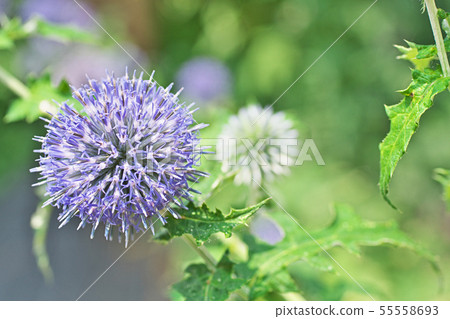 藍色Ruritama薊花 55558693