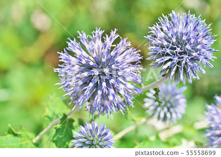 Blue Ruritama Thistle Flower Blue Ruritama Thistle Flower 55558699