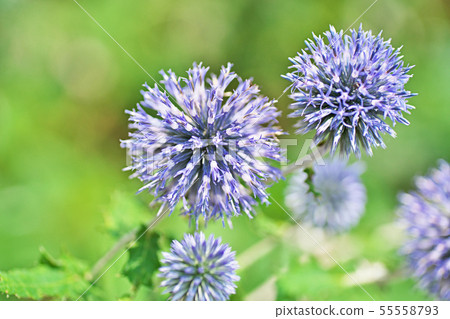 Blue Ruritama Thistle Flower 55558793