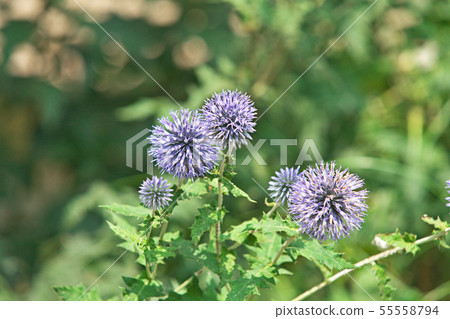 Blue Ruritama Thistle Flower 55558794