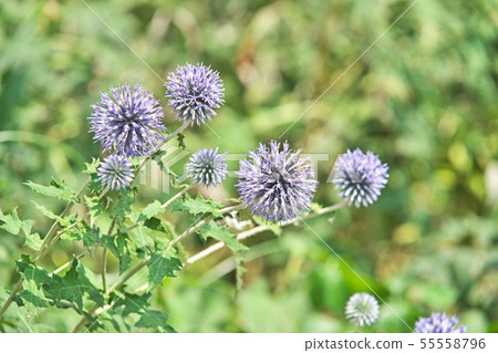 藍色Ruritama薊花 藍色Ruritama薊花 55558796