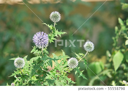 Blue Ruritama Thistle Flower Blue Ruritama Thistle Flower 55558798