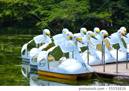 Swan Boat 55558826