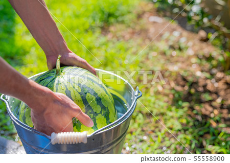Cooling the watermelon with a bucket Summer image Cool 55558900