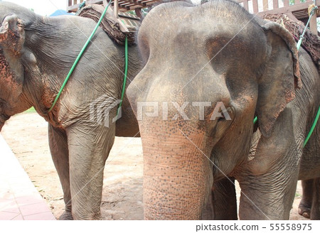Luang Prabang Elephant Luang Prabang Elephant 55558975