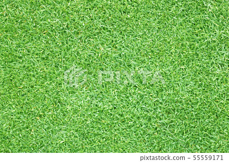 Green grass background Beautiful grass Green grass background Beautiful grass 55559171