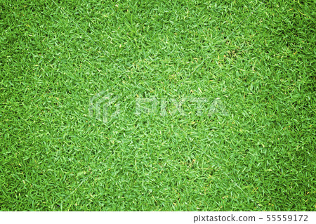 Green grass background Beautiful grass Green grass background Beautiful grass 55559172