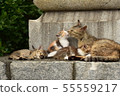 Family of cats 55559217