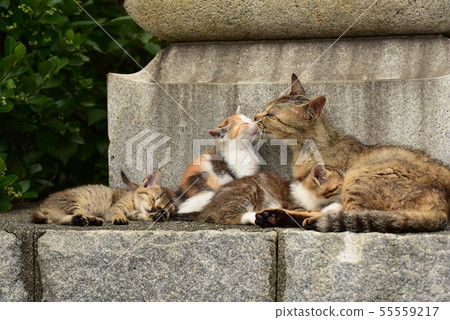 Family of cats Family of cats 55559217