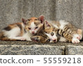 Family of cats 55559218