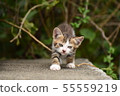 Family of cats 55559219