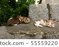 Family of cats 55559220