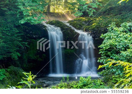 Asahi的夏天瀑佈在Kaneyama，Fujiyoshida，日本 55559236